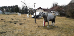 keine Milch
