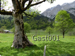 30 Großer Ahornboden