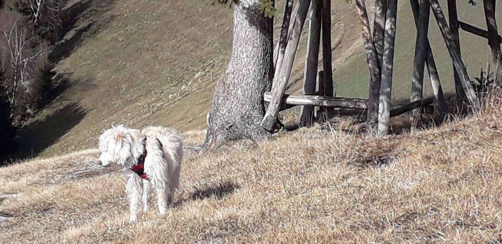 Waldfee Bianca