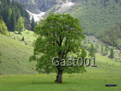 31 Großer Ahornboden