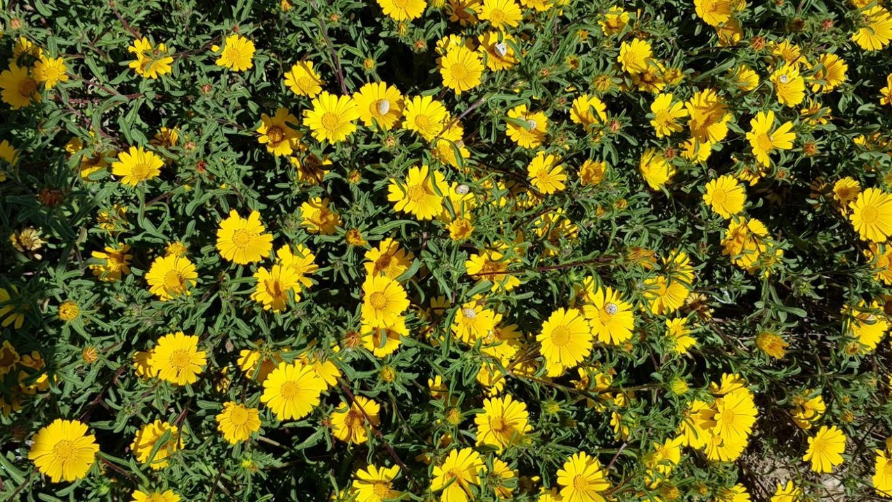 wilde Margeriten_gelb