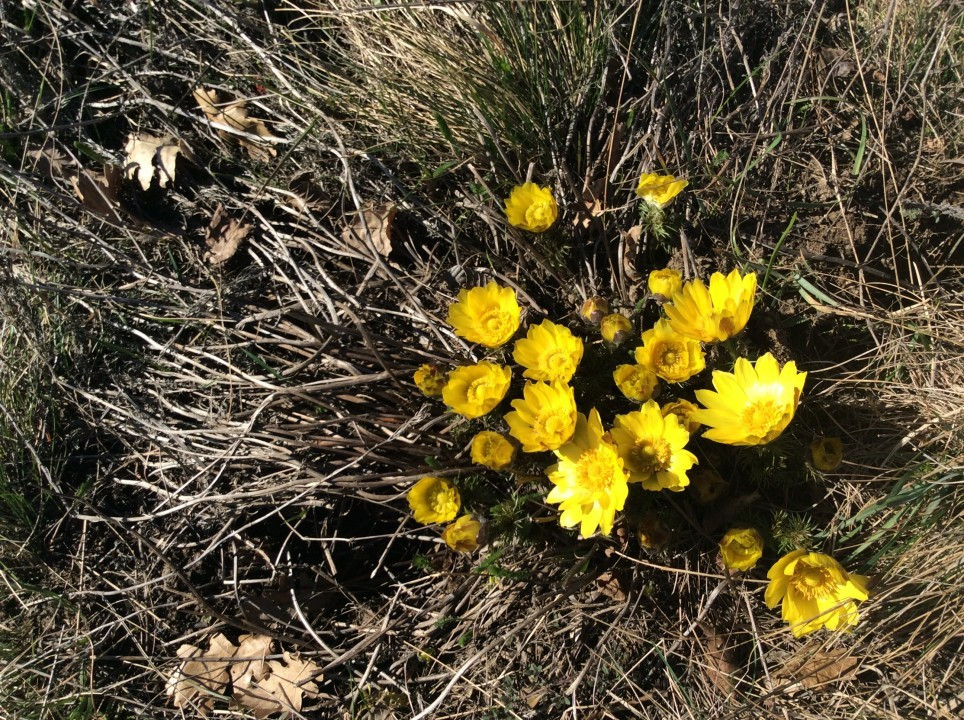 Eichkogel