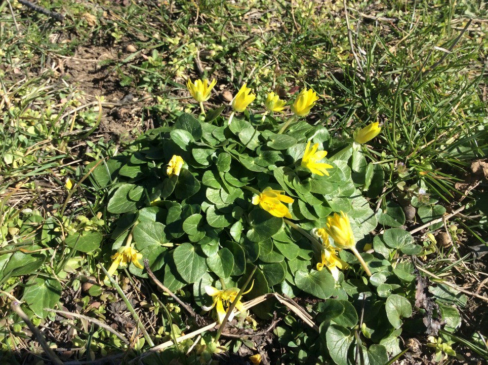 Eichkogel