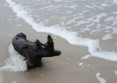 Strandgut
