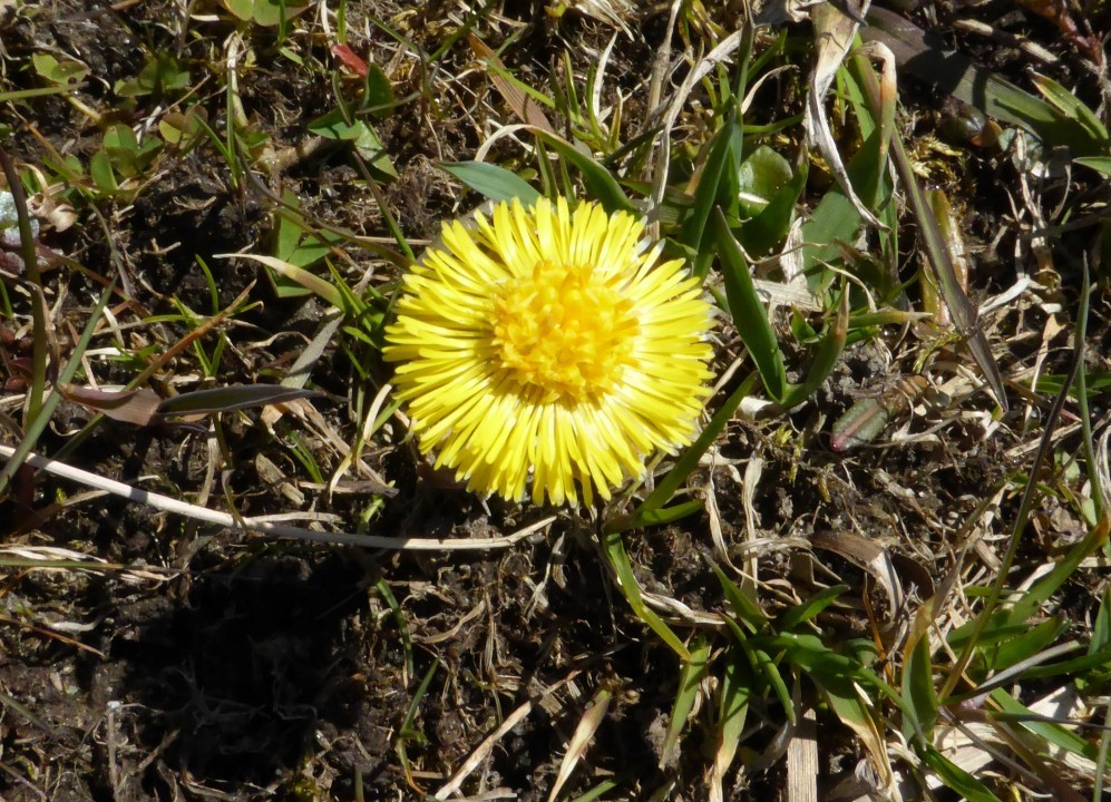 Huflattich, Tussilago fafara 9.4.15 Haidersee  (1)