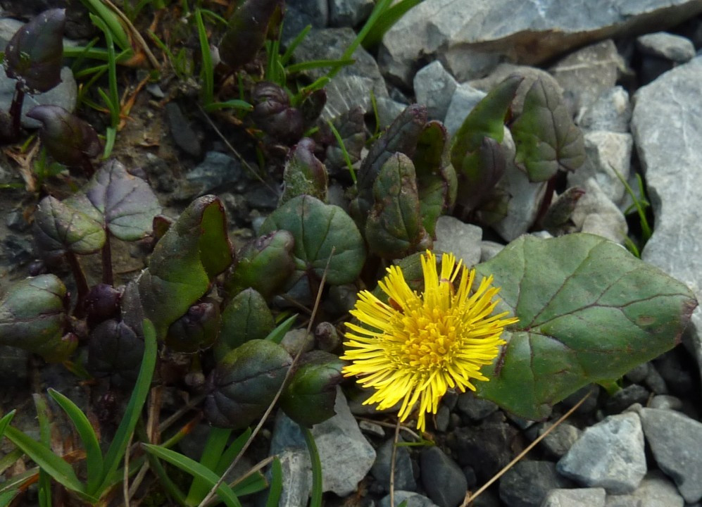 Huflattich, Tussilago farfara 12.7.11 Stilfser Joch