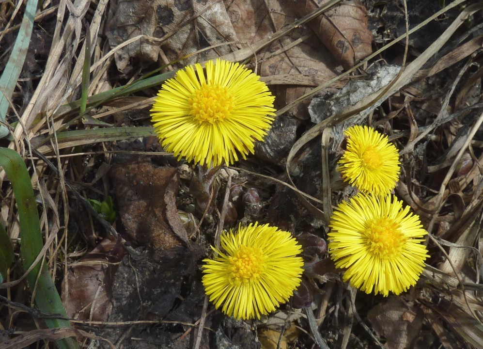 Huflattich, Tussilago farfara 27.4.13 PiKo
