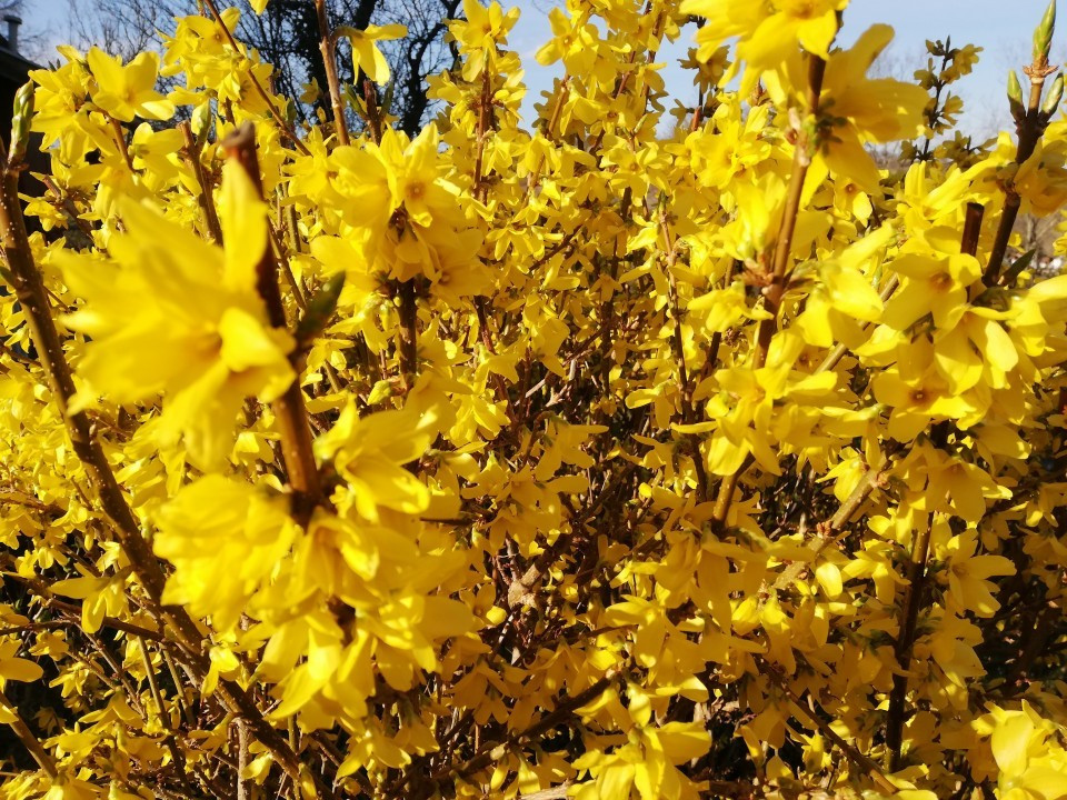 Forsythie