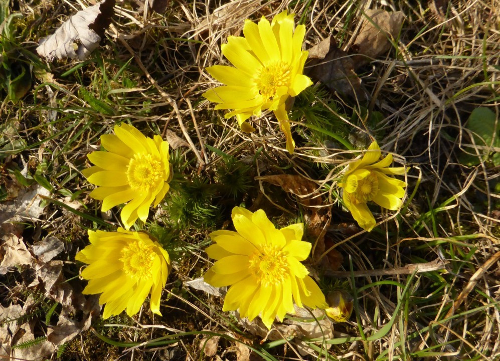 P1180979