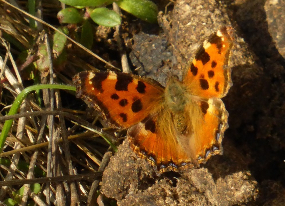 P1190039