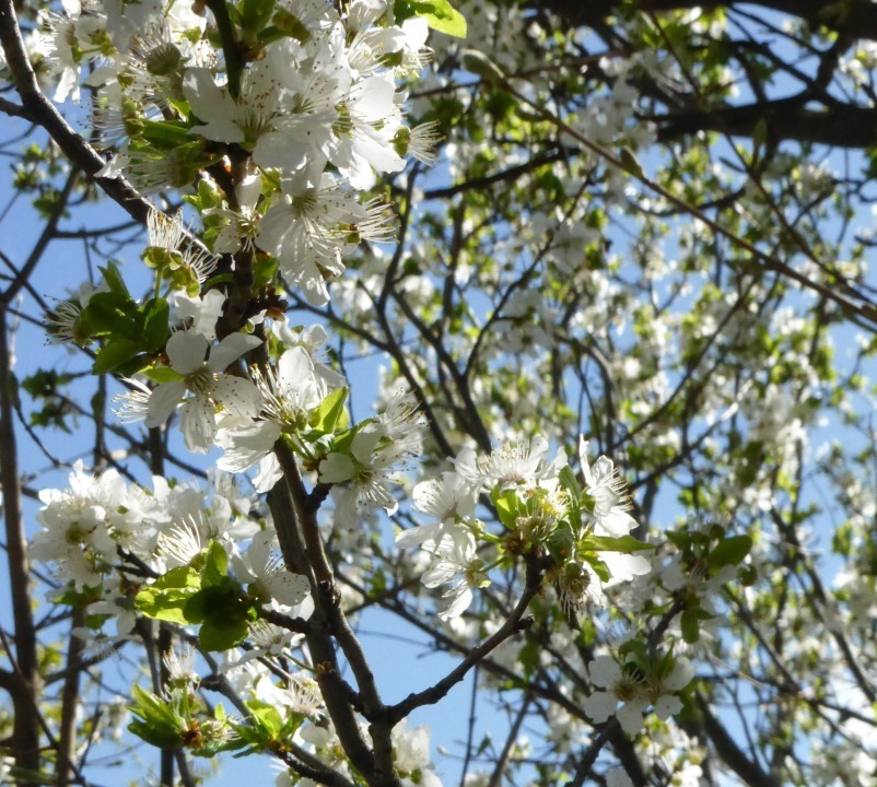 Weichsel-Hybrid, Zwerg-W x Kultur-W, Prunus fruticosa x Prunus cerasus... 13.4.18 Eichkogel (2)