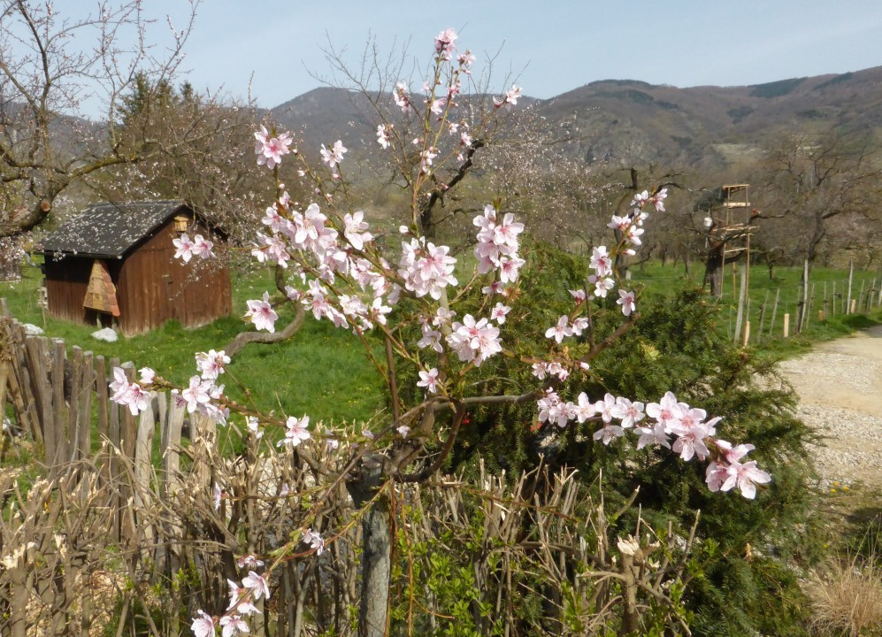 Pfirsich-Weingarten..., Prunus persica 3.4.16 Wachau-rechtes Donauufer (3)
