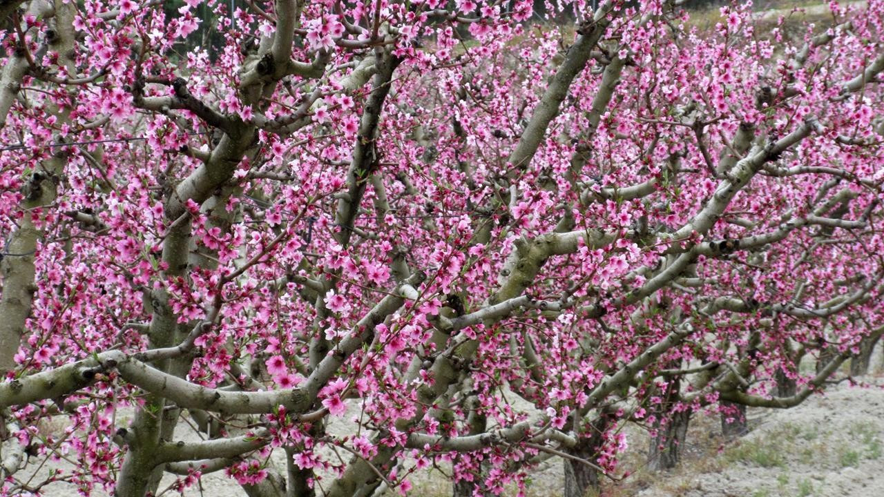 Pfirsichblüte15_03