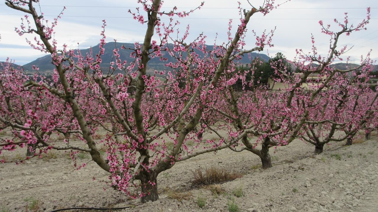 Pfirsichblüte15_04