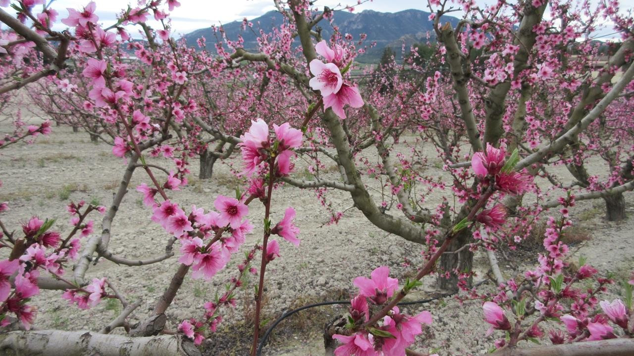 Pfirsichblüte15_05