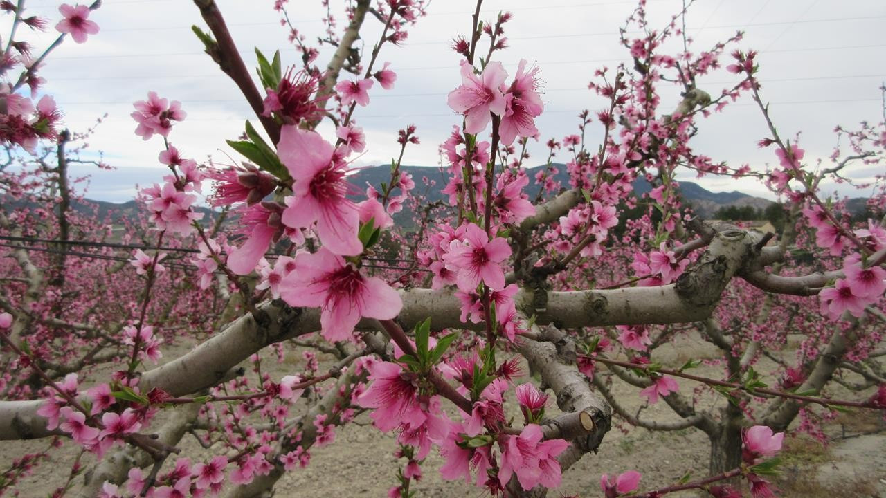 Pfirsichblüte15_07