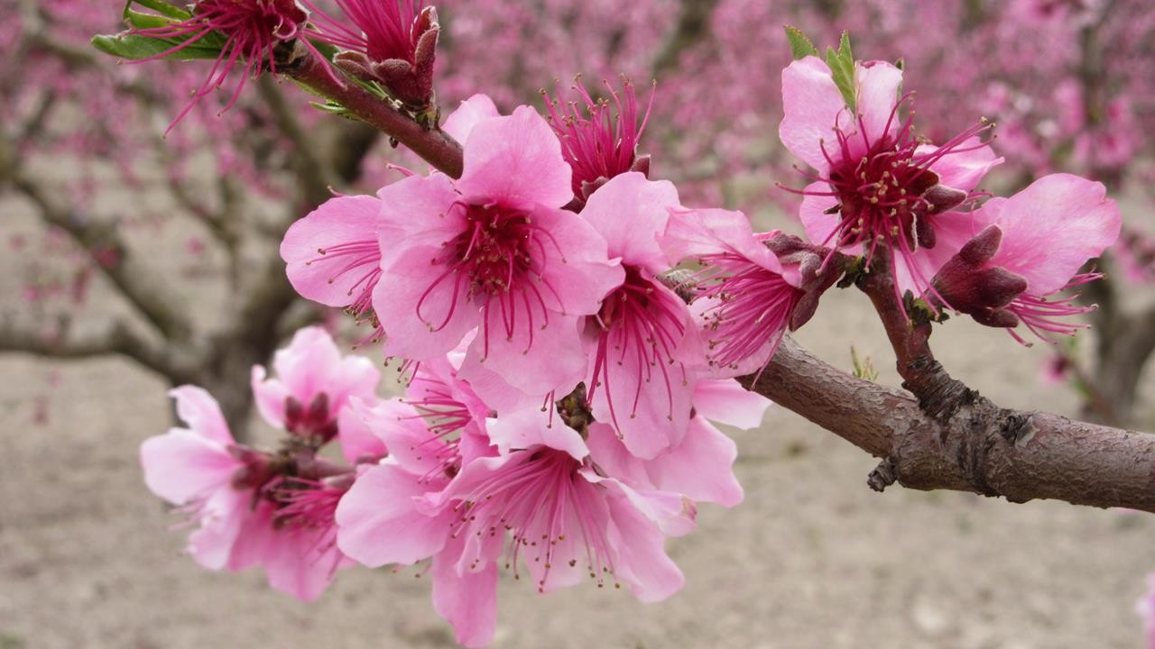 Pfirsichblüte15_08