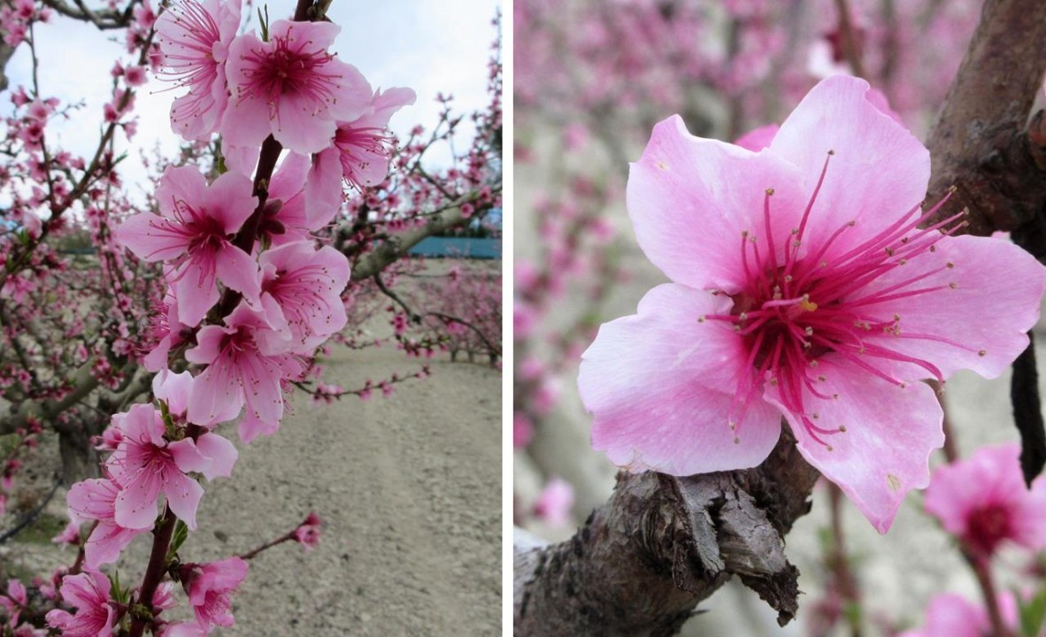 Pfirsichblüte15_10