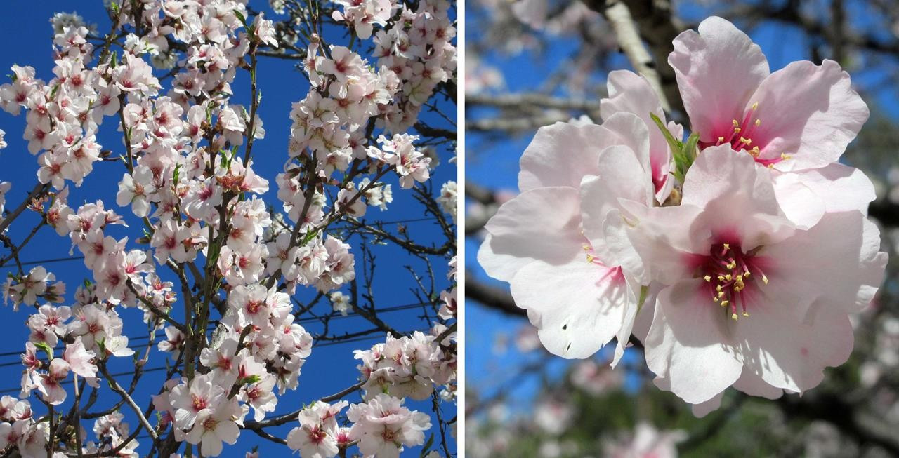 Mandelblüte