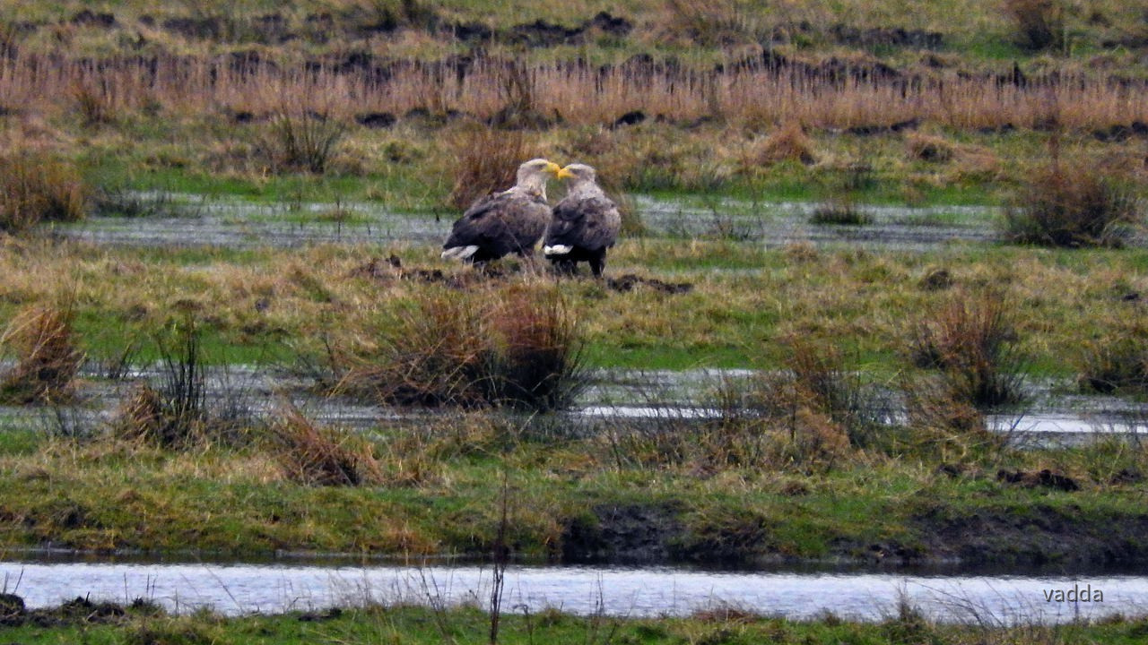 Seeadler