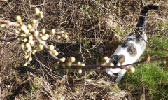 Katzen