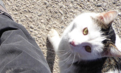 Katzen