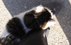 Katzen