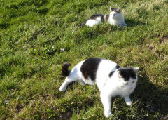 Katzen