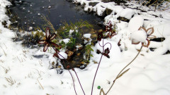 Spring in water