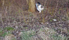 Katze