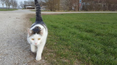 Katze