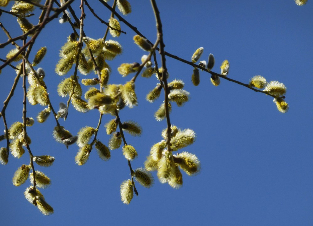 Weide-Sal, Salix caprea 17.3.17 Raach (1)
