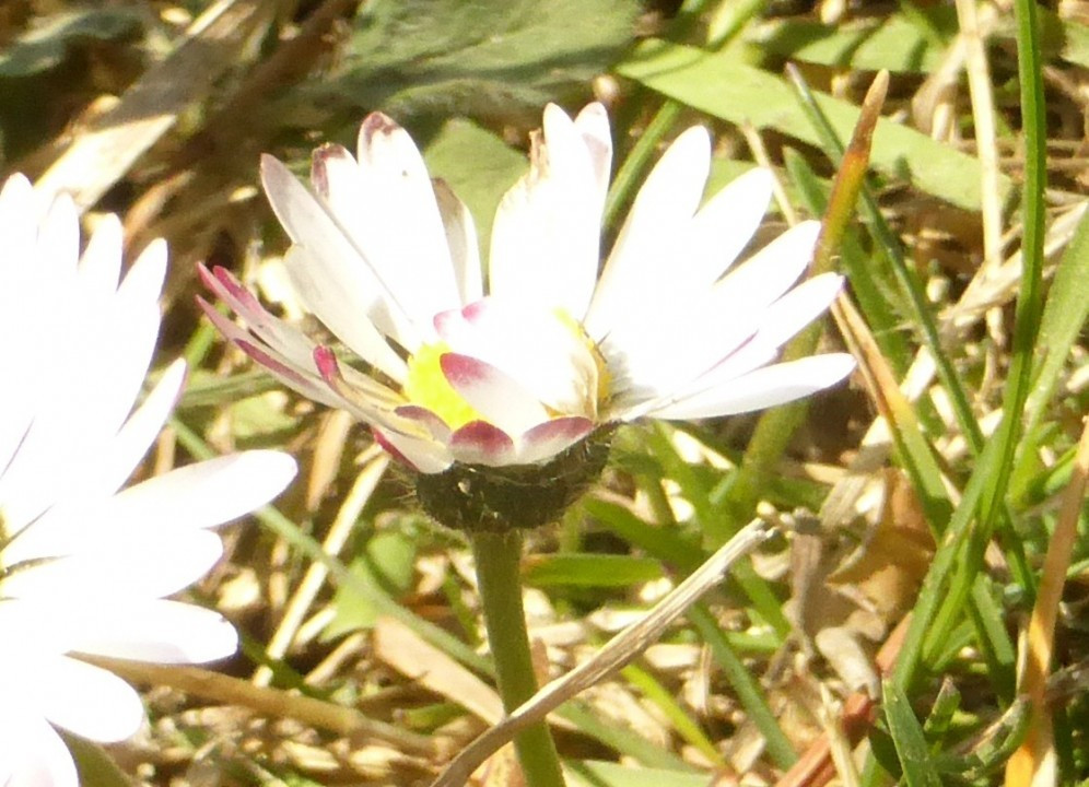 P1190257a