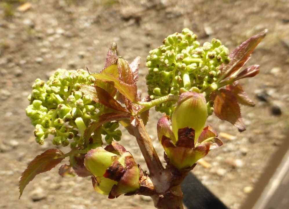 P1190301