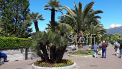 Menaggio Palmen Uferpromenade