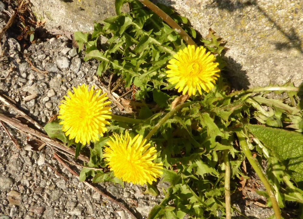 P1190380