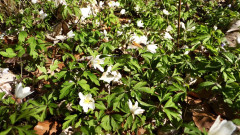 Weg zur Schnellrieder Kapelle (15)