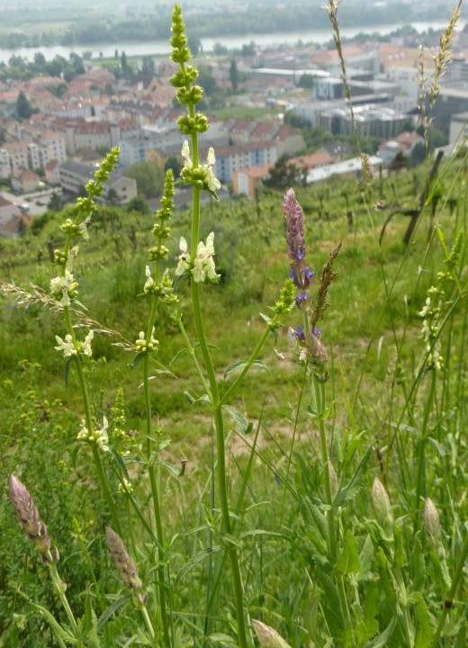 P1070200 Ziest-aufrecht, Stachys recta (3)