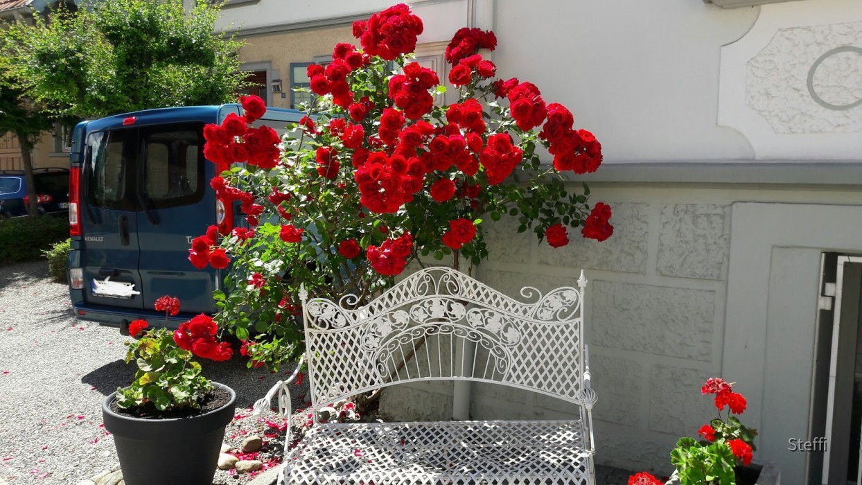 Immenstaad Pfingstsonntag Hausschmuck