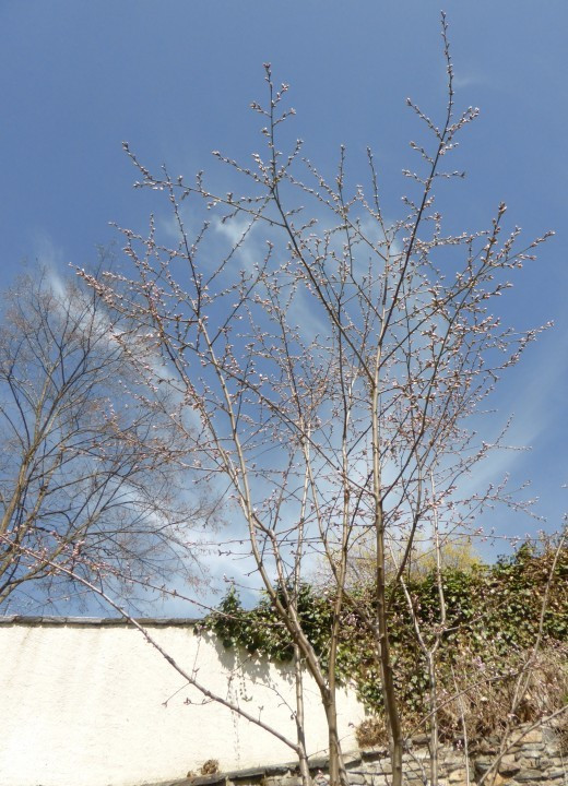 Wachau im Frühling - Krems