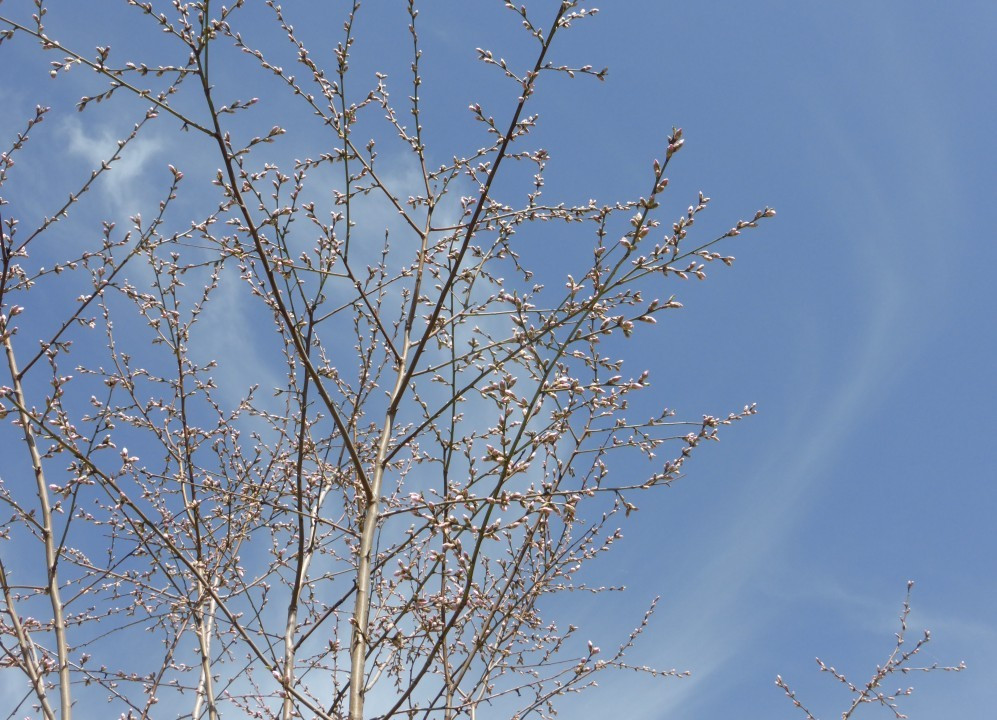 Wachau im Frühling - Krems