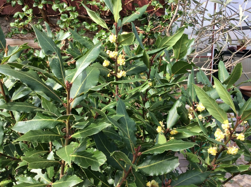 Mein Garten