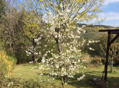 Mein Garten