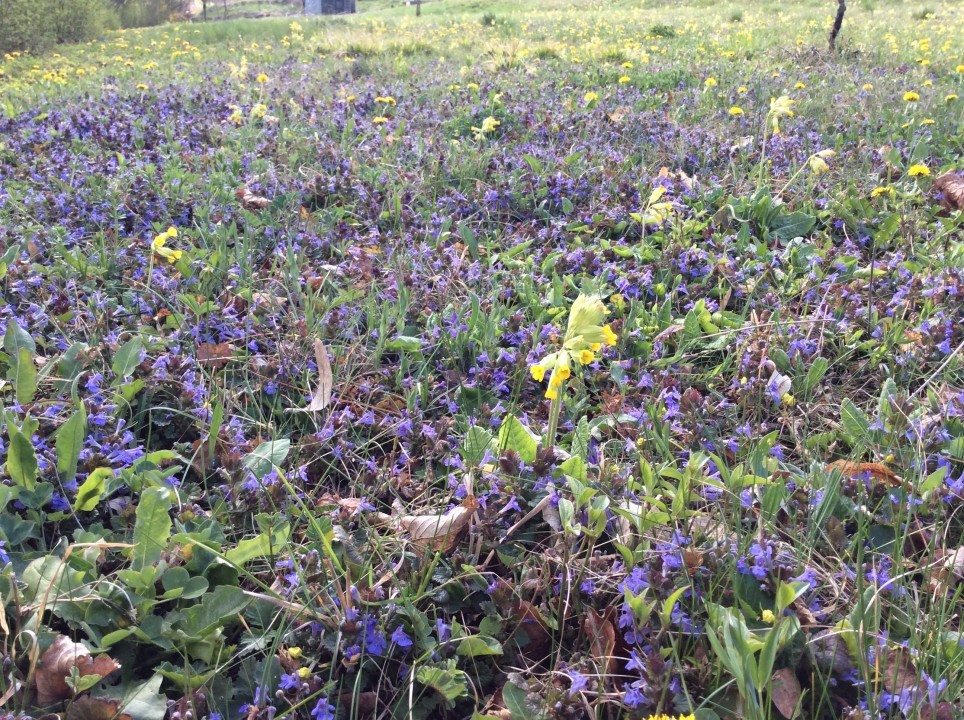 Mein Garten