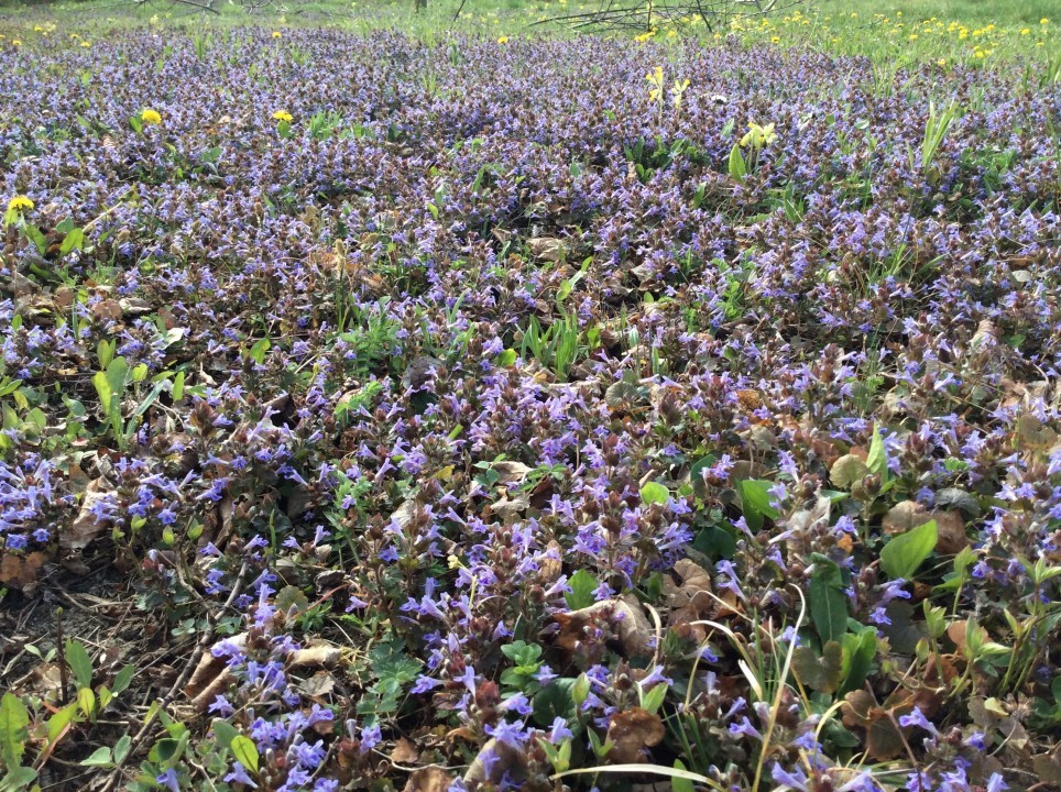 Mein Garten