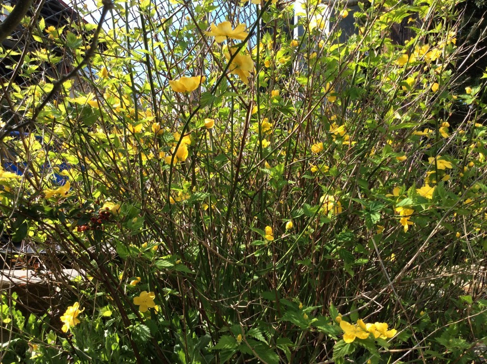 Mein Garten