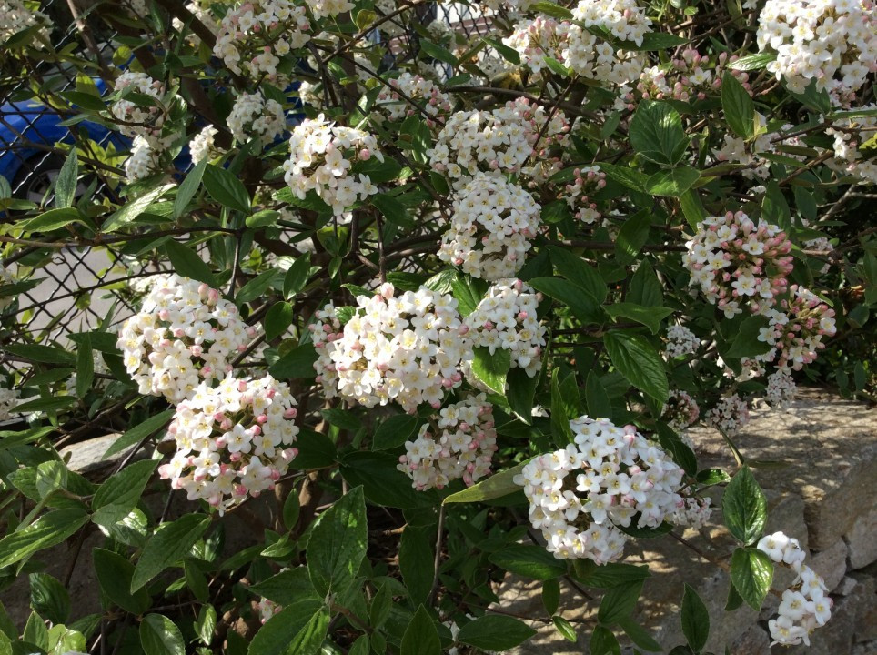 Mein Garten