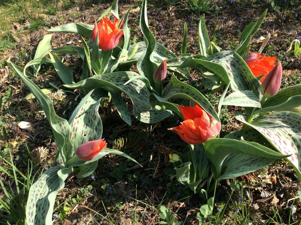 Mein Garten
