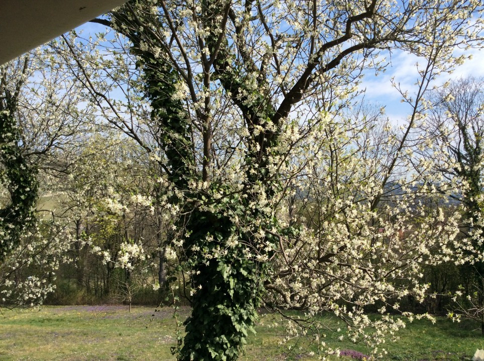 Mein Garten