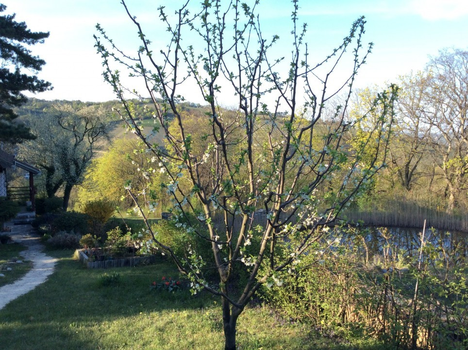 Mein Garten